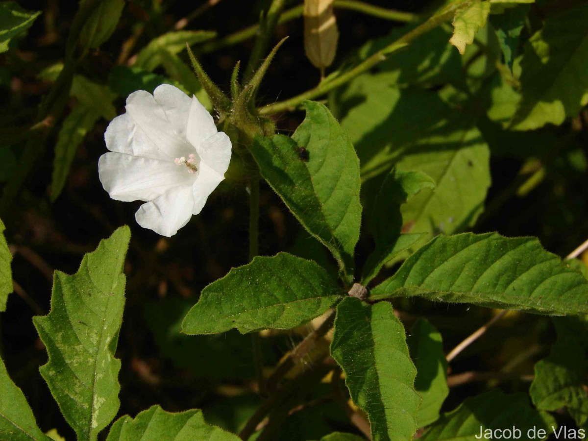 Distimake cissoides (Lam.) A.R.Simões & Staples